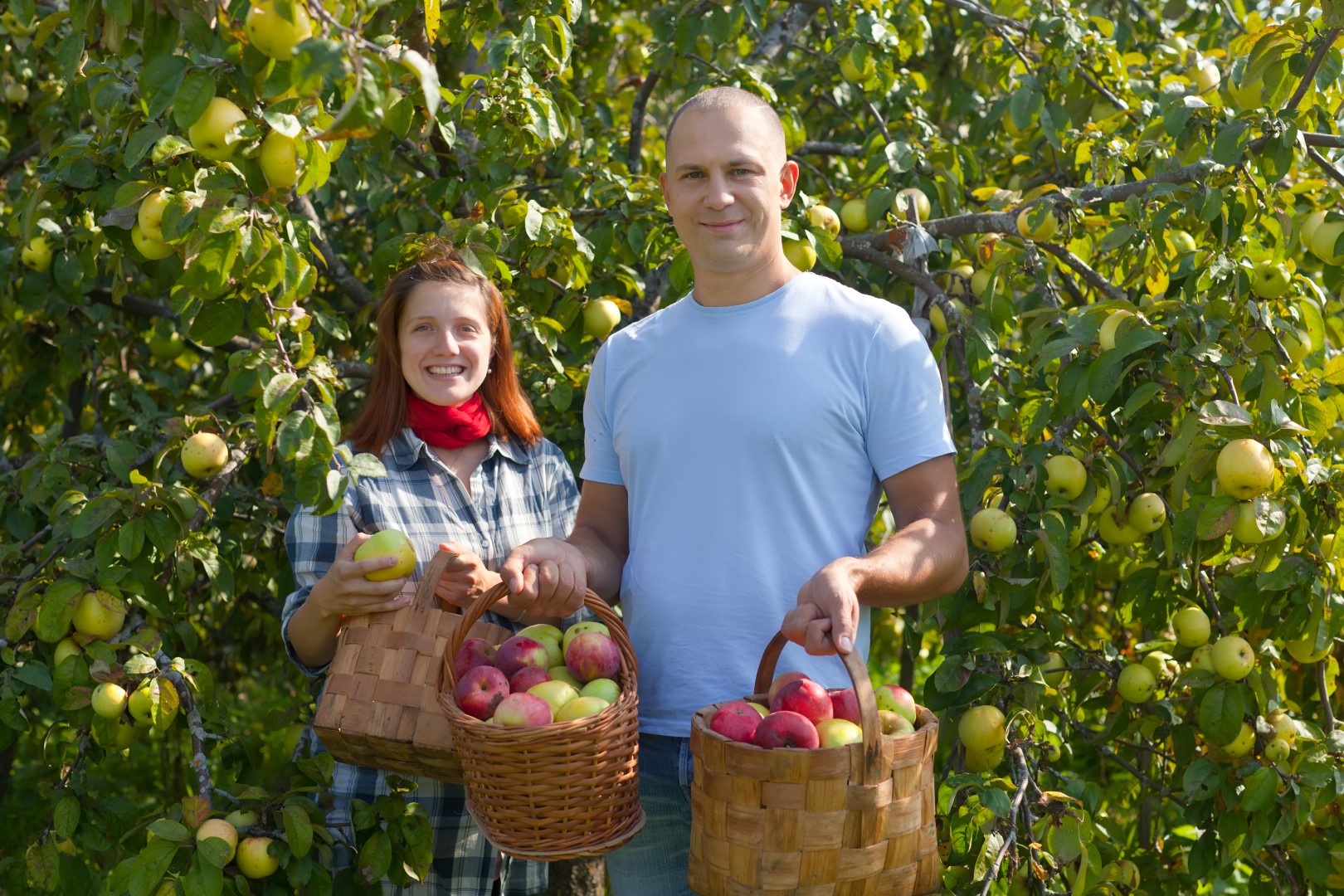 Man and woman picks apples